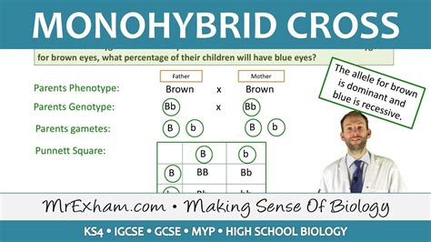 monohybrid cross definition|monohybrid cross worksheet.